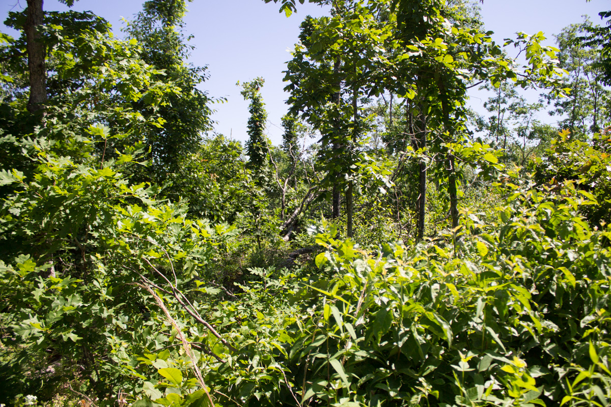 Tract 6 at Timber Crossing in Douglas County, Missouri