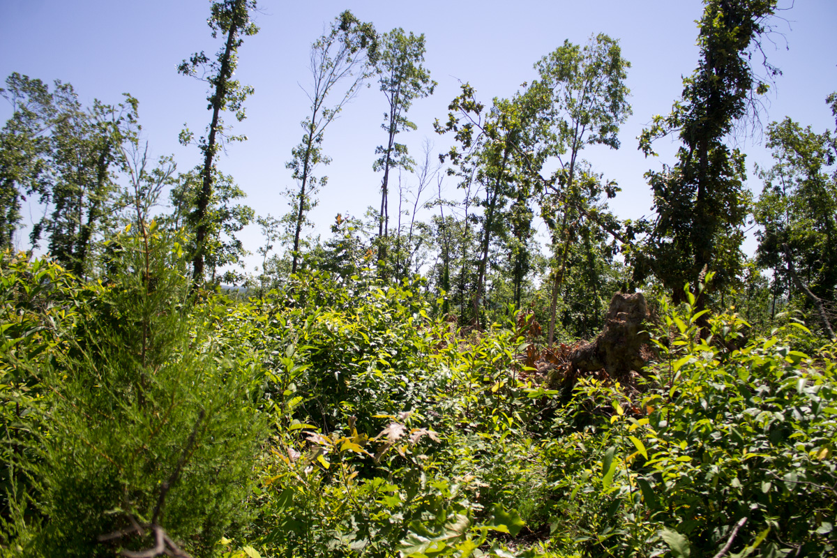 Tract 7 at Timber Crossing in Douglas County, Missouri