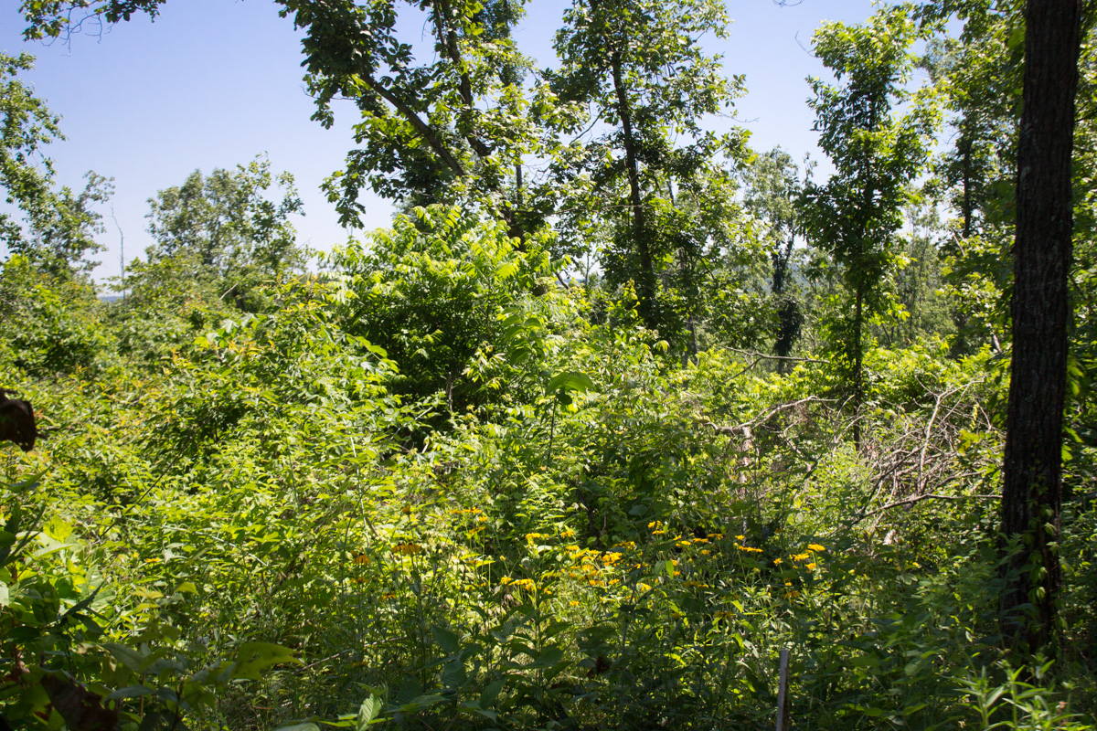 Tract 8 at Timber Crossing in Douglas County, Missouri