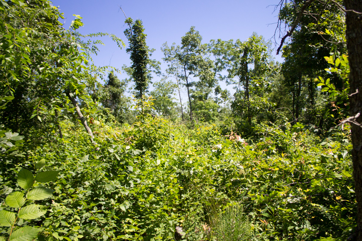 Tract 9 at Timber Crossing in Douglas County, Missouri