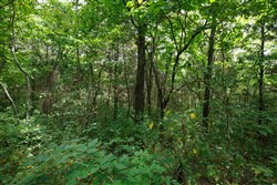 property photo for Springlake Plat 1 Tract 30, 0.22 acres for sale in Miller County, Missouri