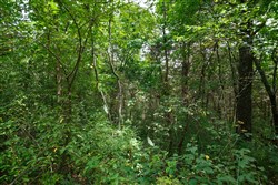 property photo for Springlake Plat 1 Tract 30, 0.22 acres for sale in Miller County, Missouri