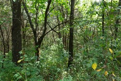 property photo for Springlake Plat 1 Tract 30, 0.22 acres for sale in Miller County, Missouri