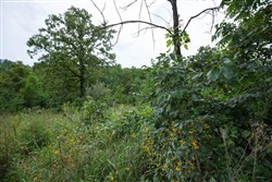 property photo for Springlake Plat 5 Tract 174, 0.15 acres for sale in Miller County, Missouri