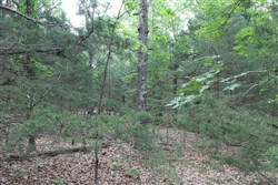 property photo for Cedar Ridge Ranch Tract 26, 7.17 acres for sale in Phelps County, Missouri
