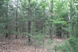property photo for Cedar Ridge Ranch Tract 26, 7.17 acres for sale in Phelps County, Missouri
