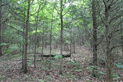 property photo for Cedar Ridge Ranch Tract 35, 5.94 acres for sale in Phelps County, Missouri