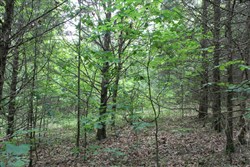 property photo for Cedar Ridge Ranch Tract 35, 5.94 acres for sale in Phelps County, Missouri