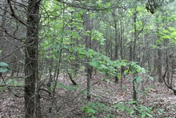 property photo for Cedar Ridge Ranch Tract 35, 5.94 acres for sale in Phelps County, Missouri
