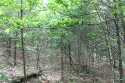 property photo for Cedar Ridge Ranch Tract 35, 5.94 acres for sale in Phelps County, Missouri