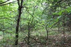 property photo for Cedar Ridge Ranch Tract 35, 5.94 acres for sale in Phelps County, Missouri