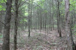 property photo for Cedar Ridge Ranch Tract 35, 5.94 acres for sale in Phelps County, Missouri
