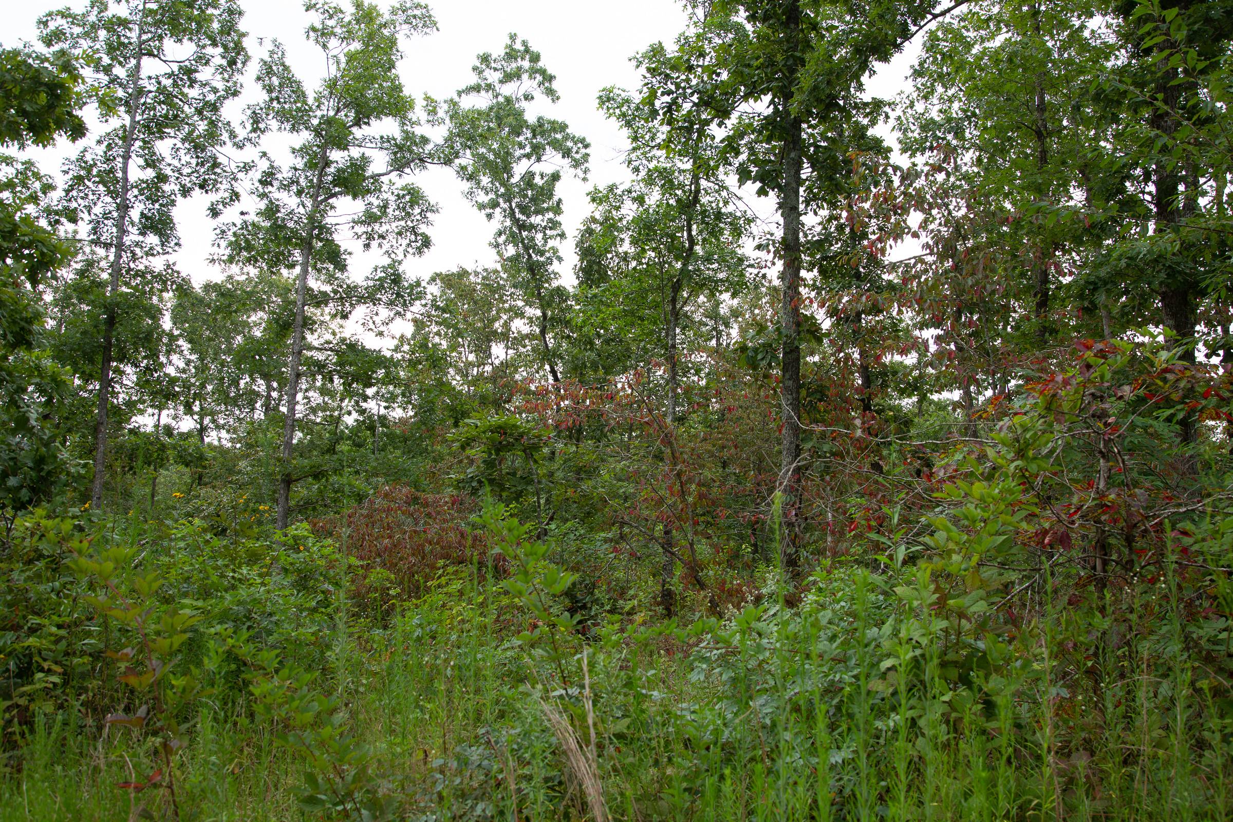 Tract 32 at Borgmanns Hollow Phase II in Shannon County, Missouri