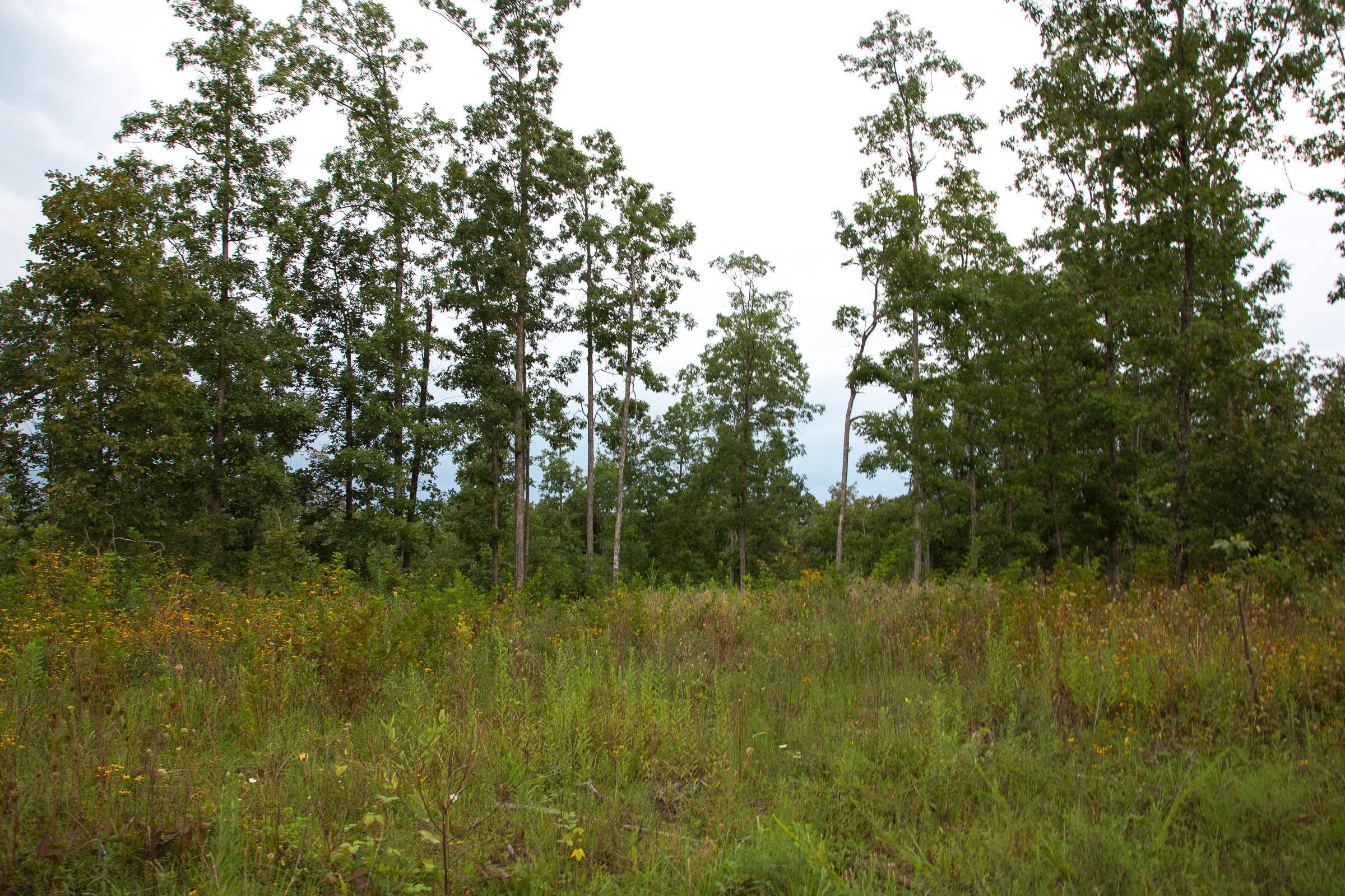 Tract 34 at Borgmanns Hollow Phase II in Shannon County, Missouri