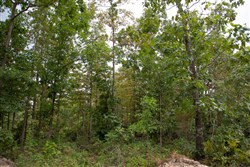 property photo for Borgmanns Hollow Phase II Tract 36, 6.24 acres for sale in Shannon County, Missouri