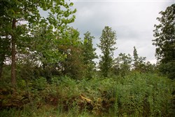property photo for Borgmanns Hollow Phase II Tract 36, 6.24 acres for sale in Shannon County, Missouri