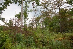 property photo for Borgmanns Hollow Phase II Tract 36, 6.24 acres for sale in Shannon County, Missouri