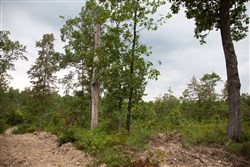 property photo for Borgmanns Hollow Phase II Tract 36, 6.24 acres for sale in Shannon County, Missouri