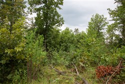 property photo for Borgmanns Hollow Phase II Tract 36, 6.24 acres for sale in Shannon County, Missouri
