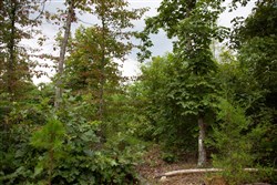 property photo for Borgmanns Hollow Phase II Tract 36, 6.24 acres for sale in Shannon County, Missouri
