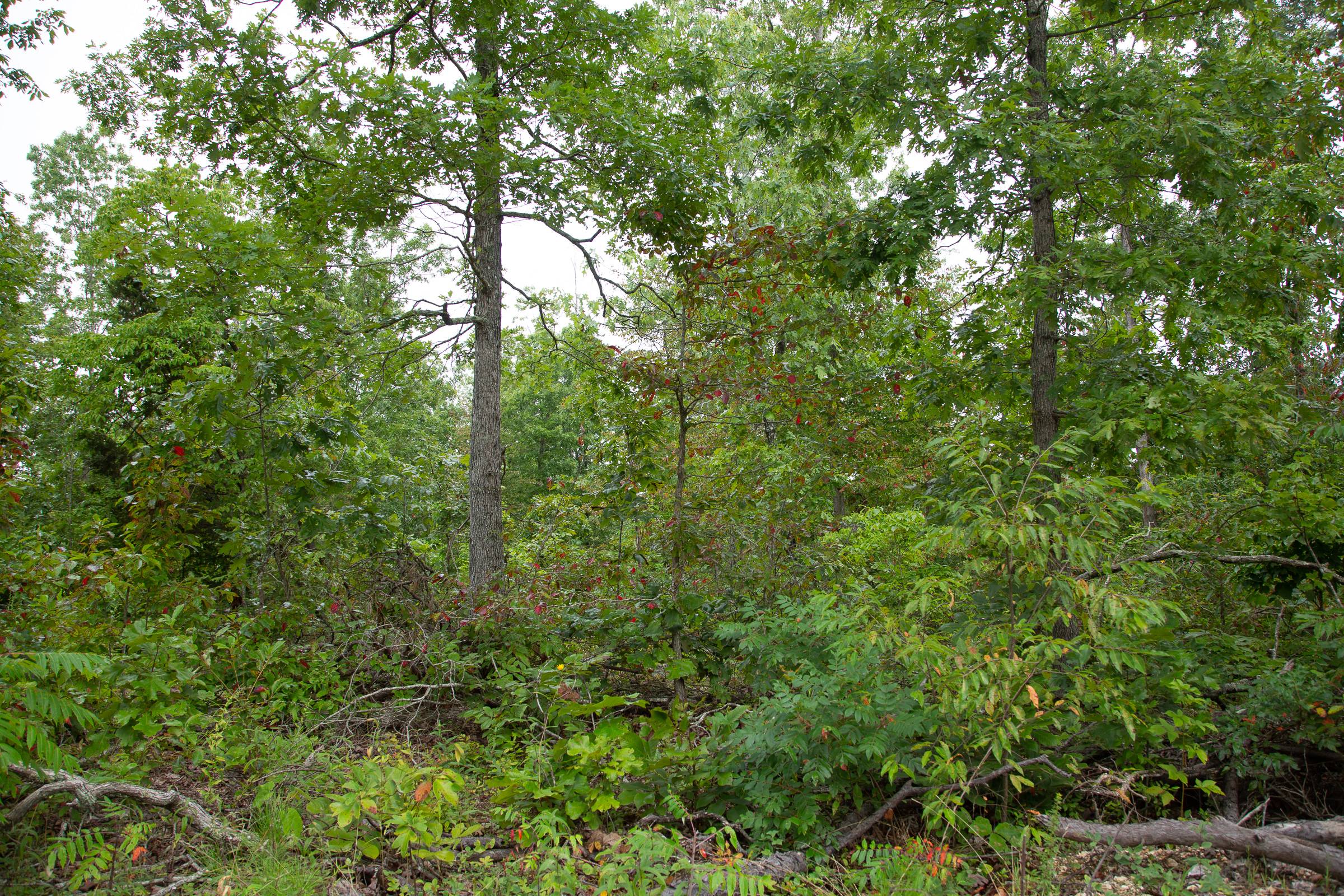 Tract 37 at Borgmanns Hollow Phase II in Shannon County, Missouri