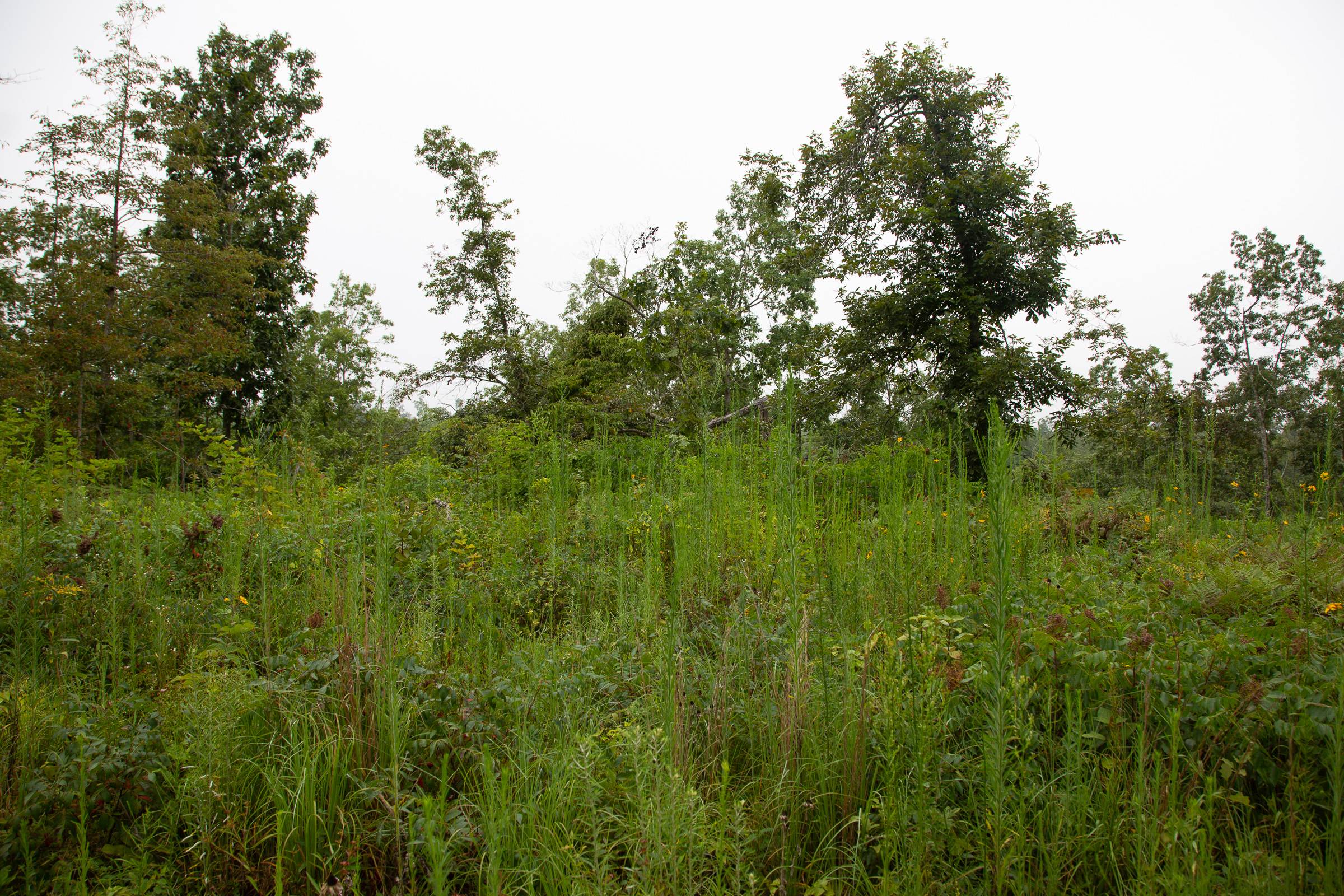 Tract 38 at Borgmanns Hollow Phase II in Shannon County, Missouri