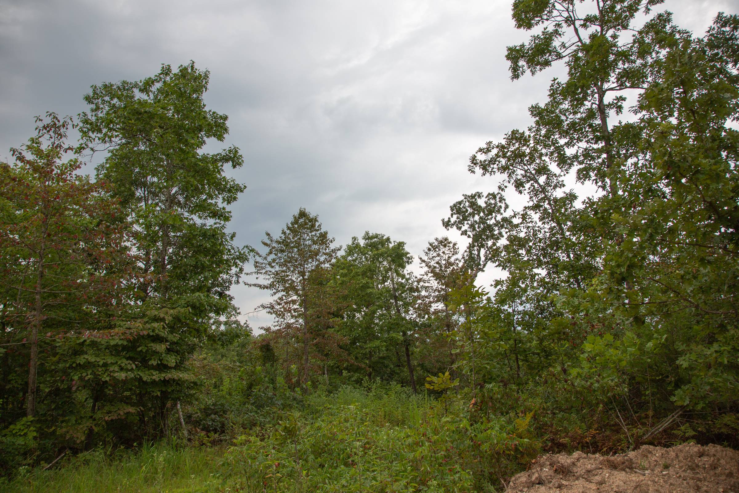 Tract 39 at Borgmanns Hollow Phase II in Shannon County, Missouri