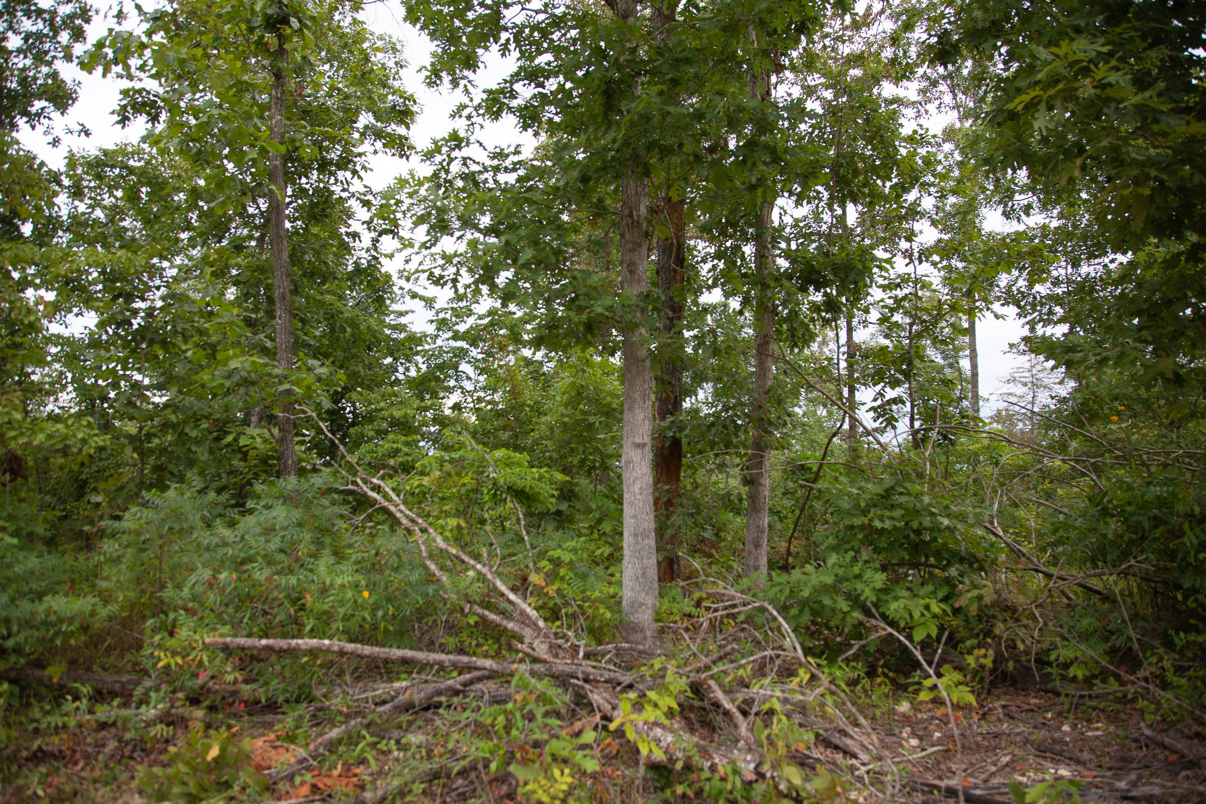 Tract 40 at Borgmanns Hollow Phase II in Shannon County, Missouri