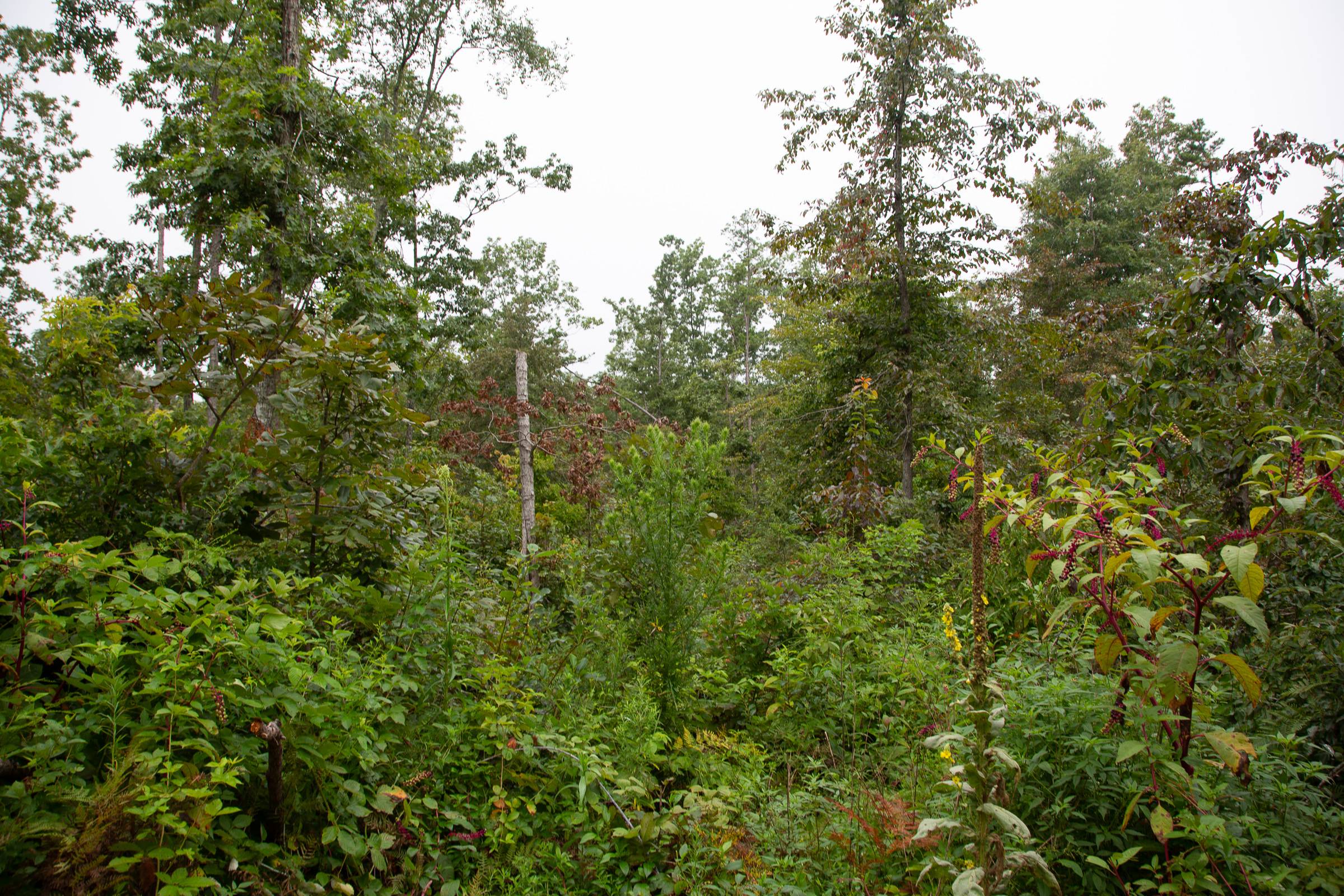 Tract 41 at Borgmanns Hollow Phase II in Shannon County, Missouri