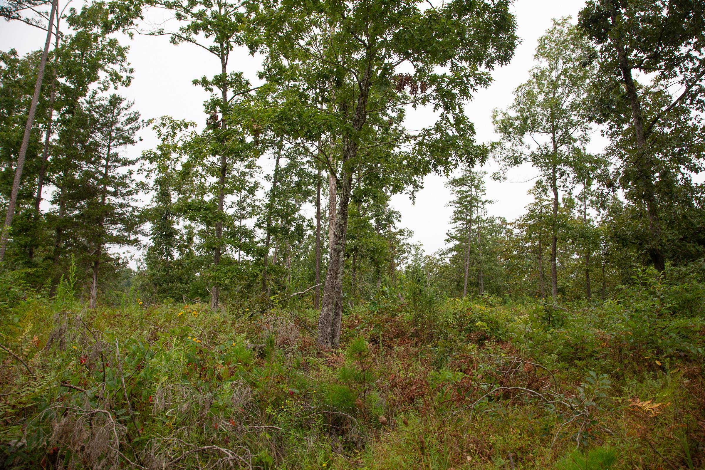 Tract 42 at Borgmanns Hollow Phase II in Shannon County, Missouri