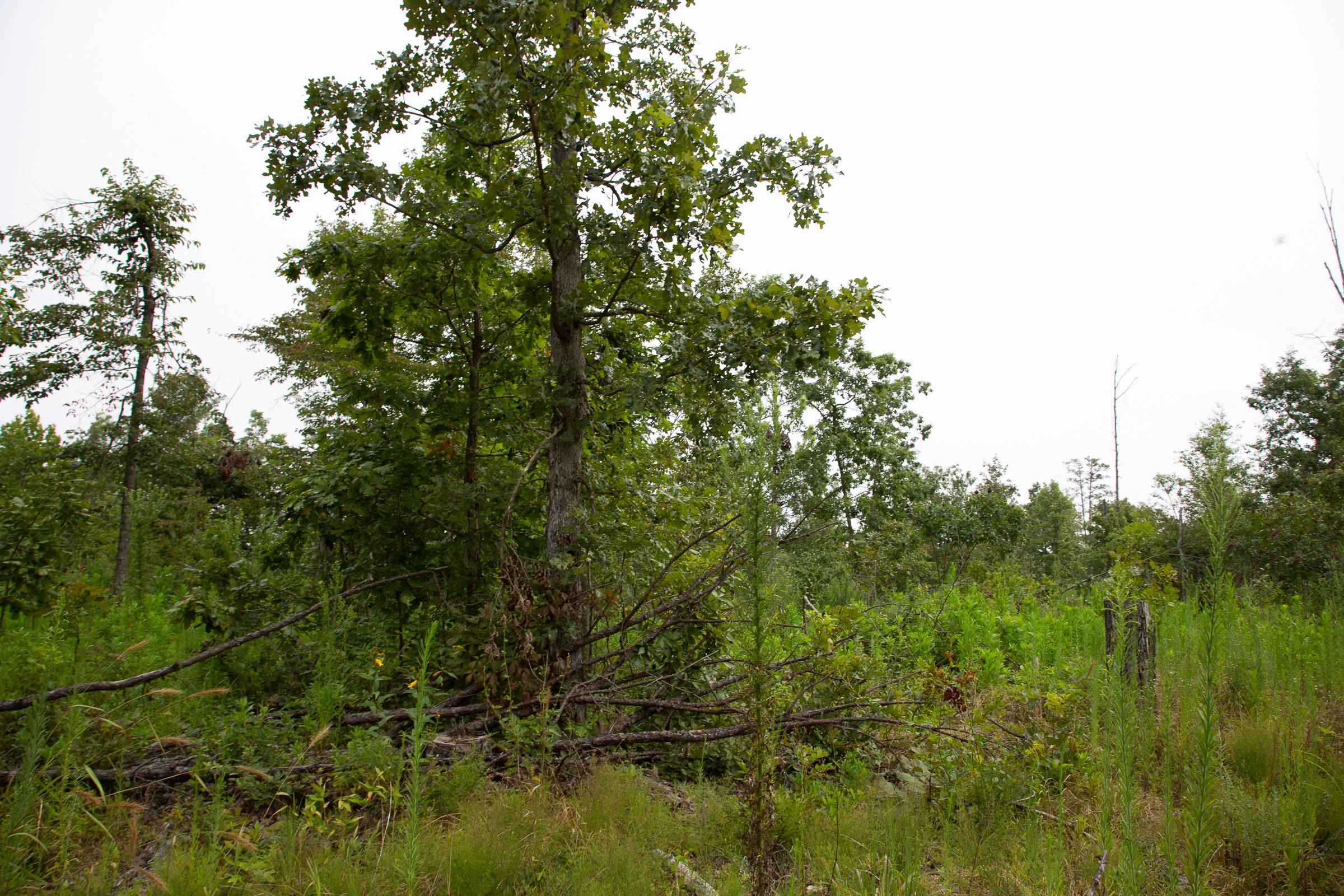 Tract 43 at Borgmanns Hollow Phase II in Shannon County, Missouri