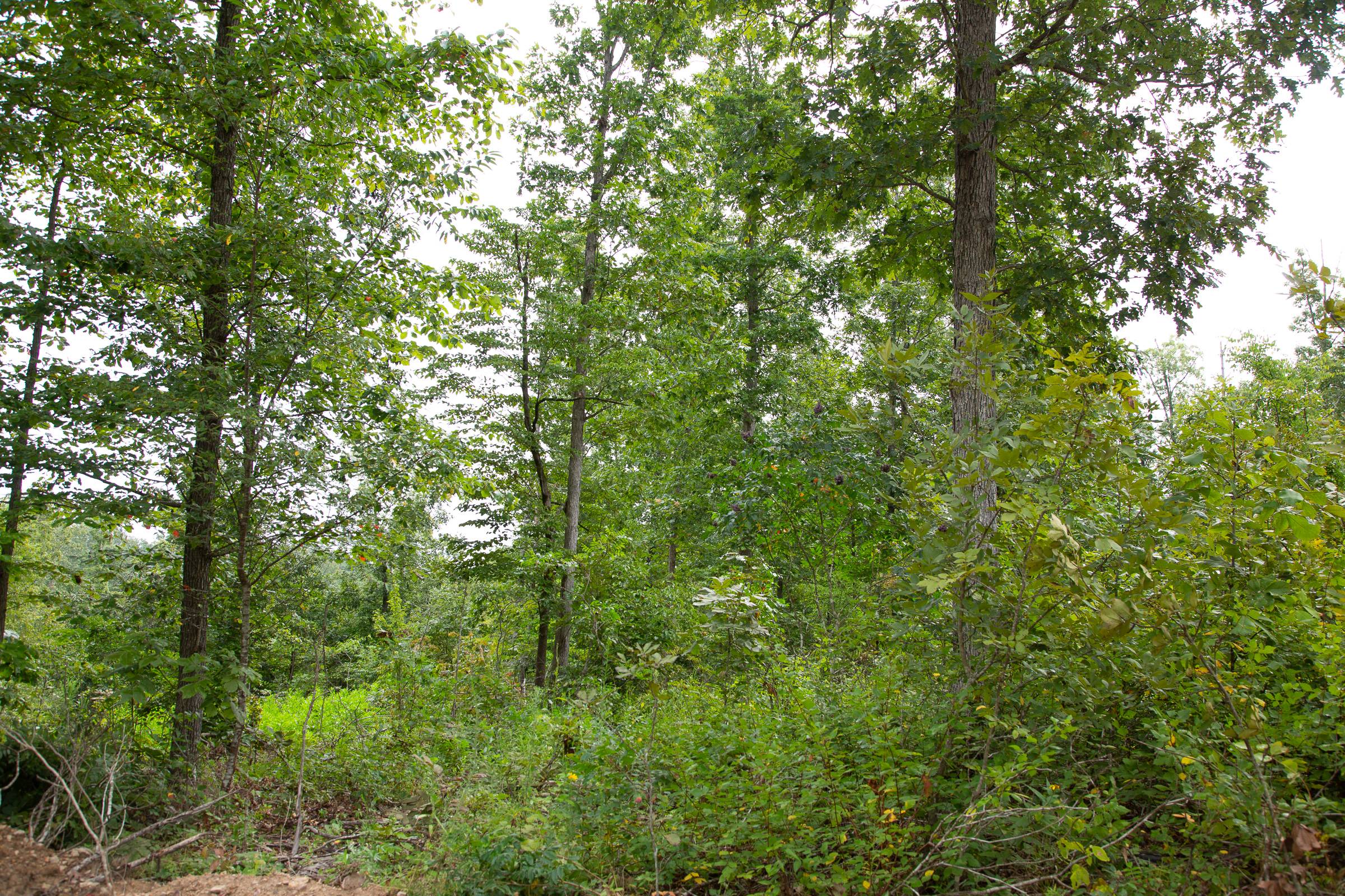 Tract 44 at Borgmanns Hollow Phase II in Shannon County, Missouri