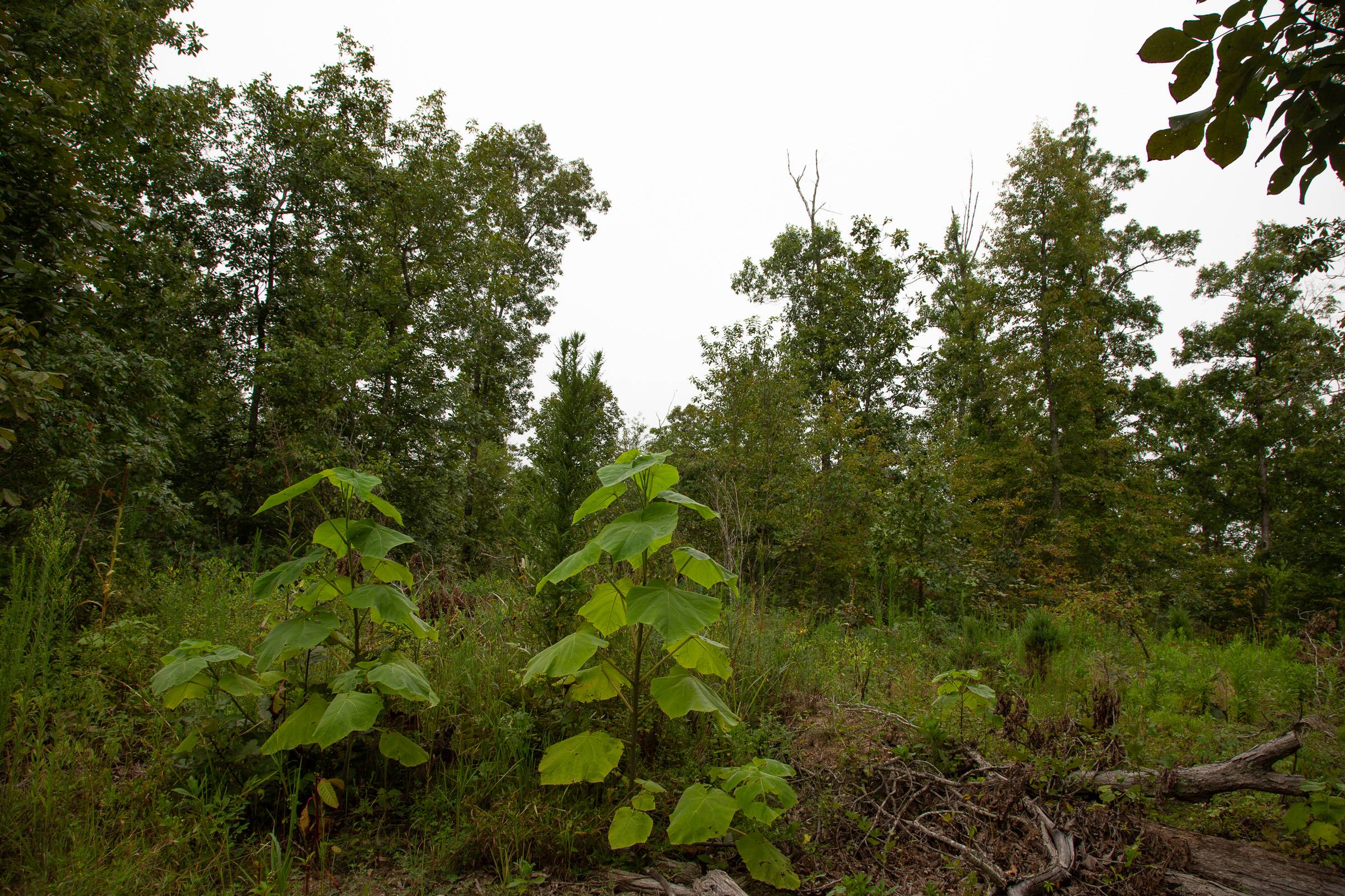 Tract 45 at Borgmanns Hollow Phase II in Shannon County, Missouri