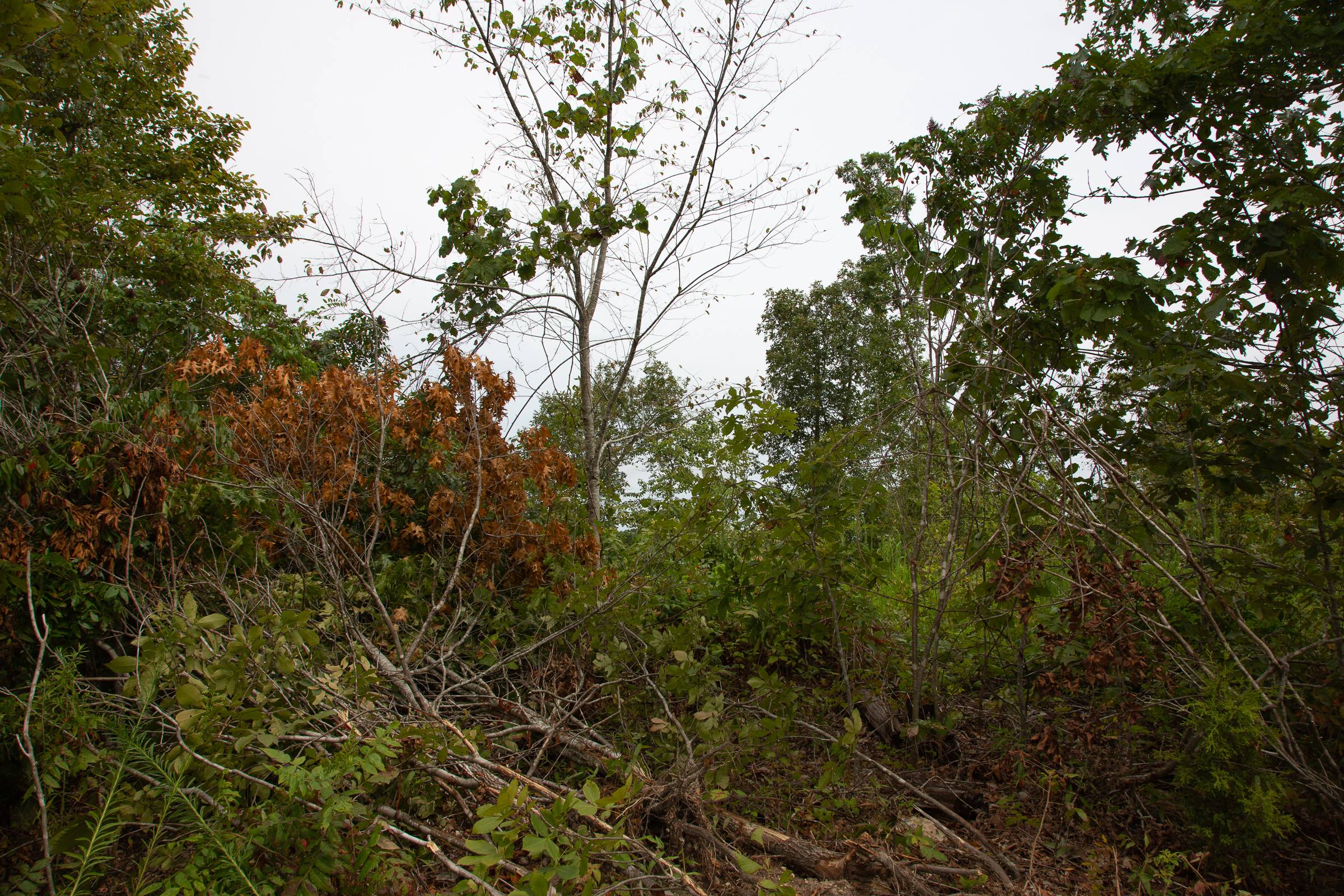 Tract 46 at Borgmanns Hollow Phase II in Shannon County, Missouri