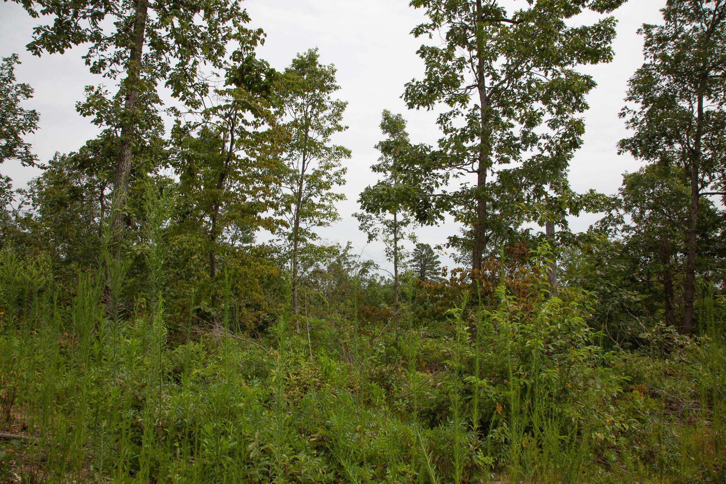 Tract 47 at Borgmanns Hollow Phase II in Shannon County, Missouri