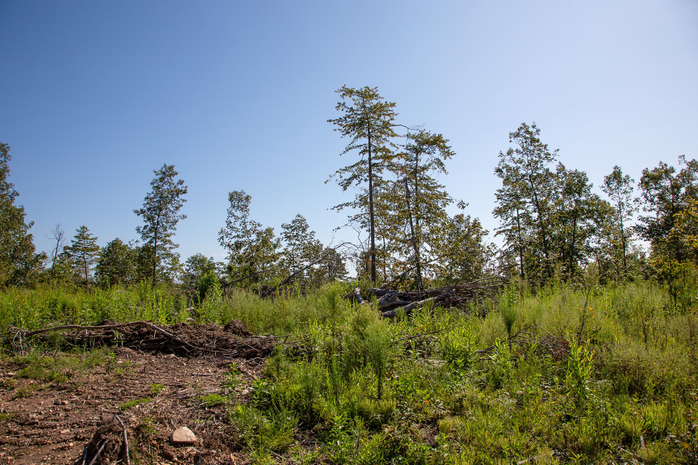 Tract 48 at Borgmanns Hollow Phase II in Shannon County, Missouri