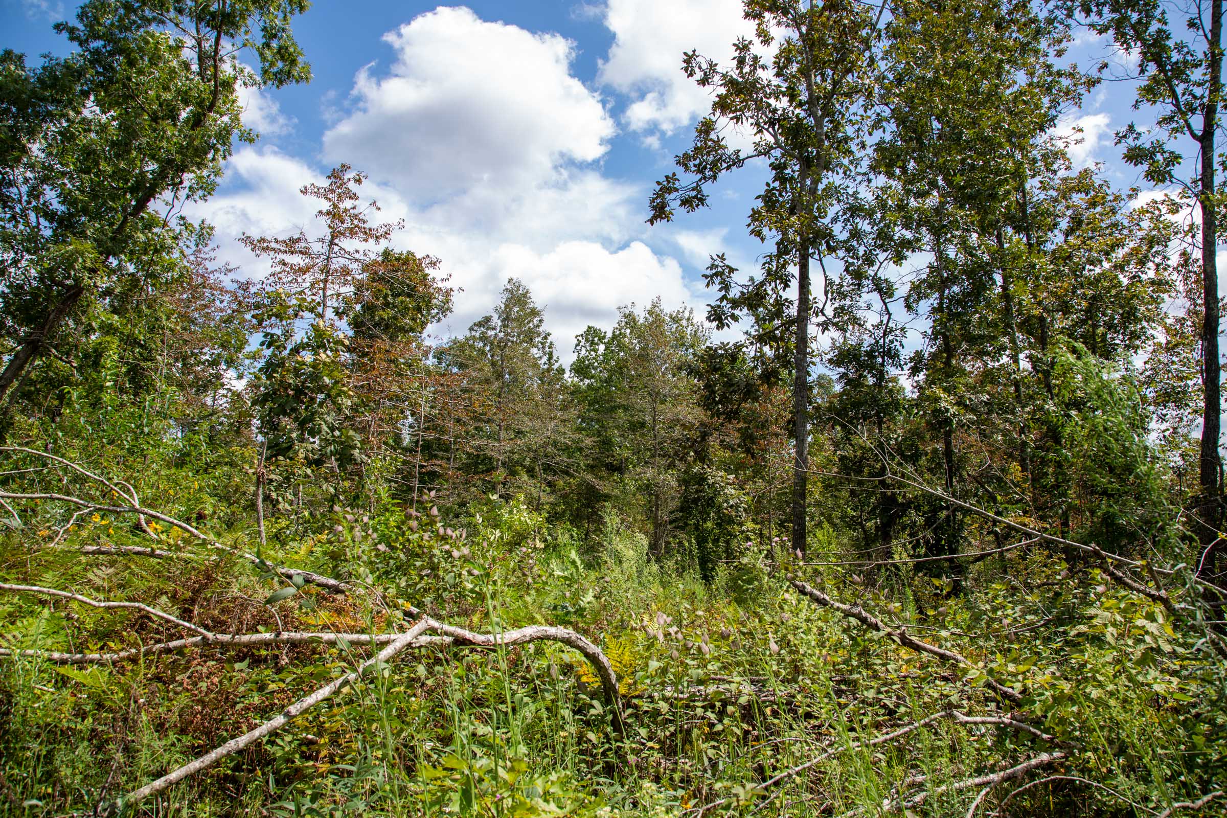 Tract 51 at Borgmanns Hollow Phase II in Shannon County, Missouri