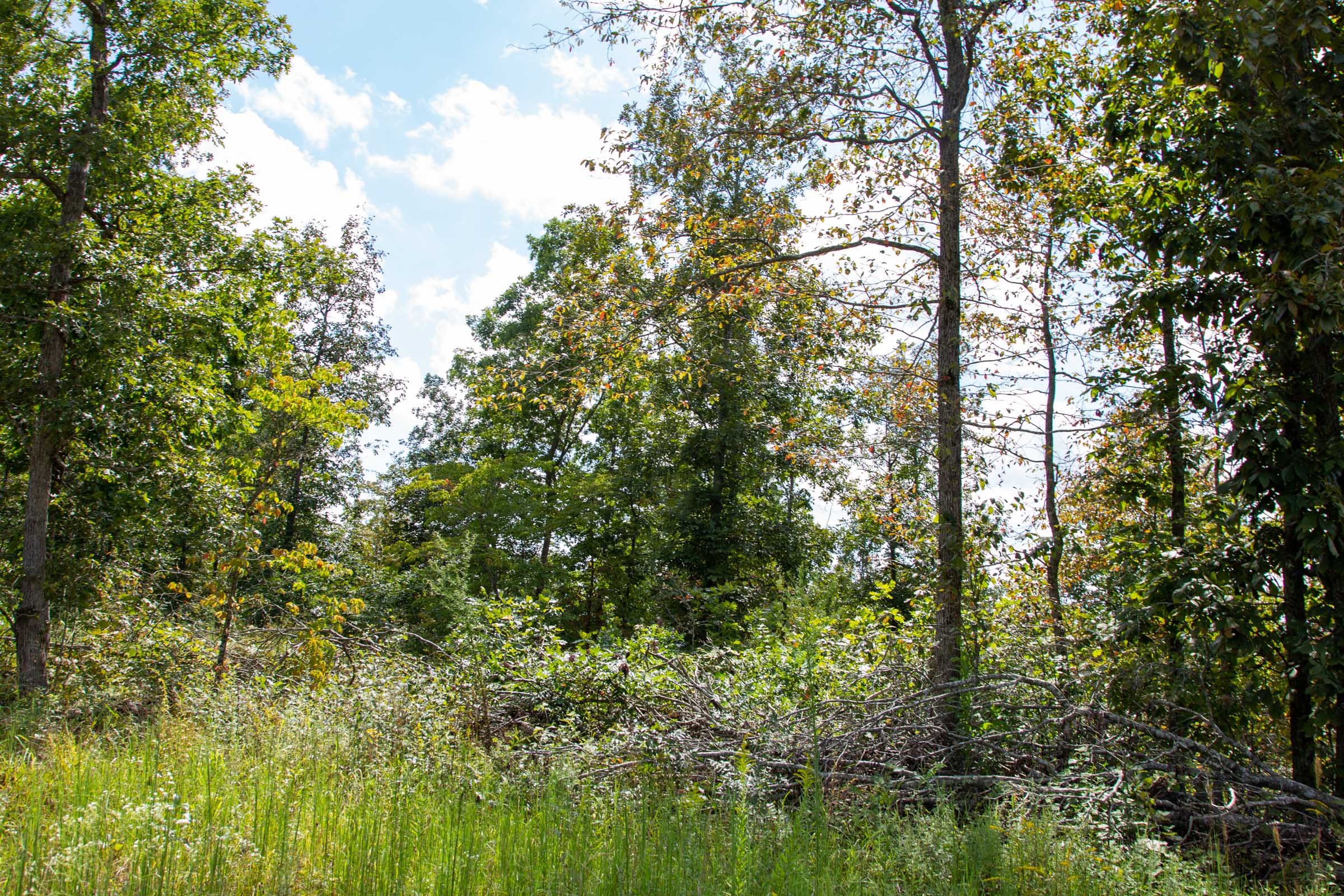 Tract 52 at Borgmanns Hollow Phase II in Shannon County, Missouri