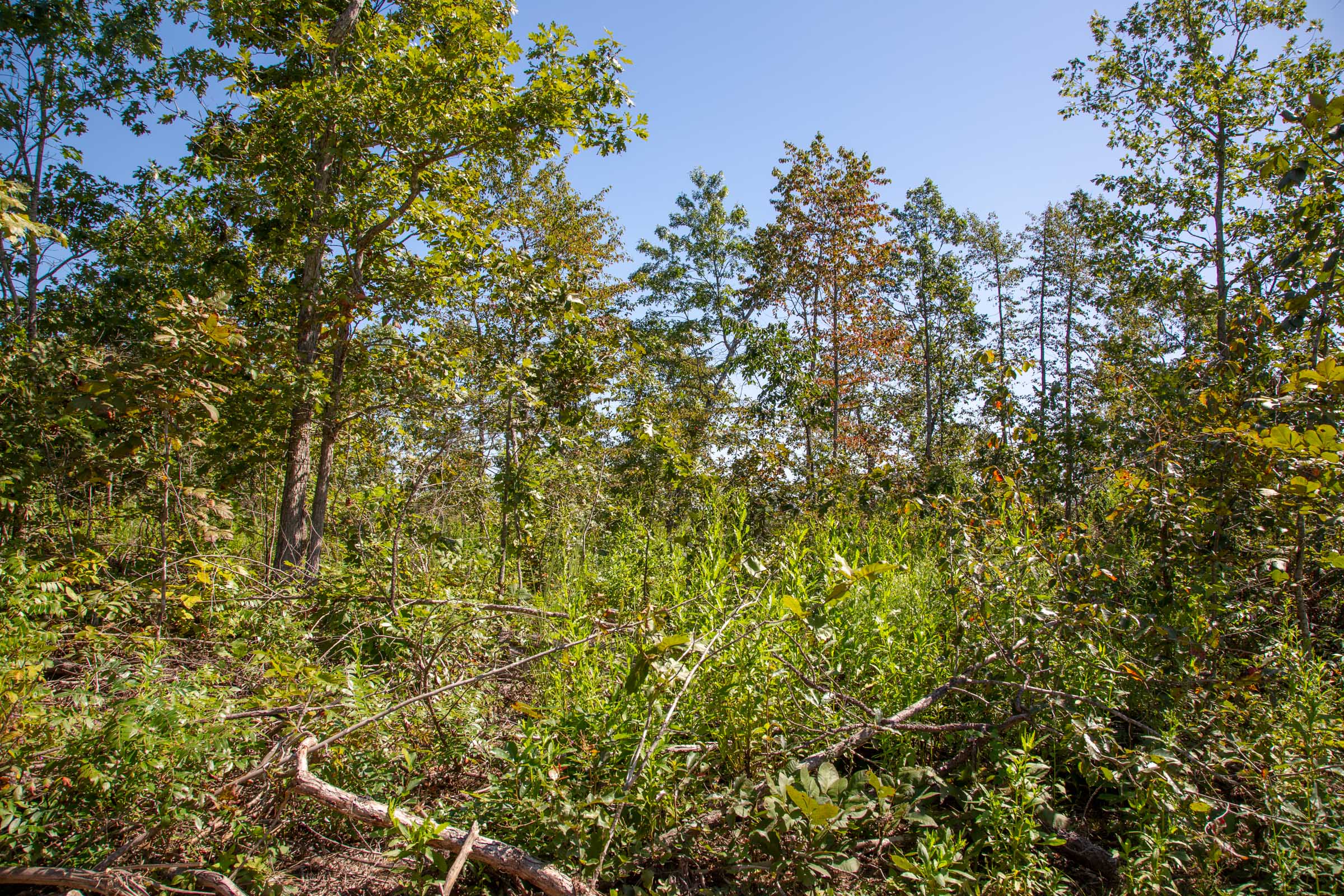 Tract 54 at Borgmanns Hollow Phase II in Shannon County, Missouri
