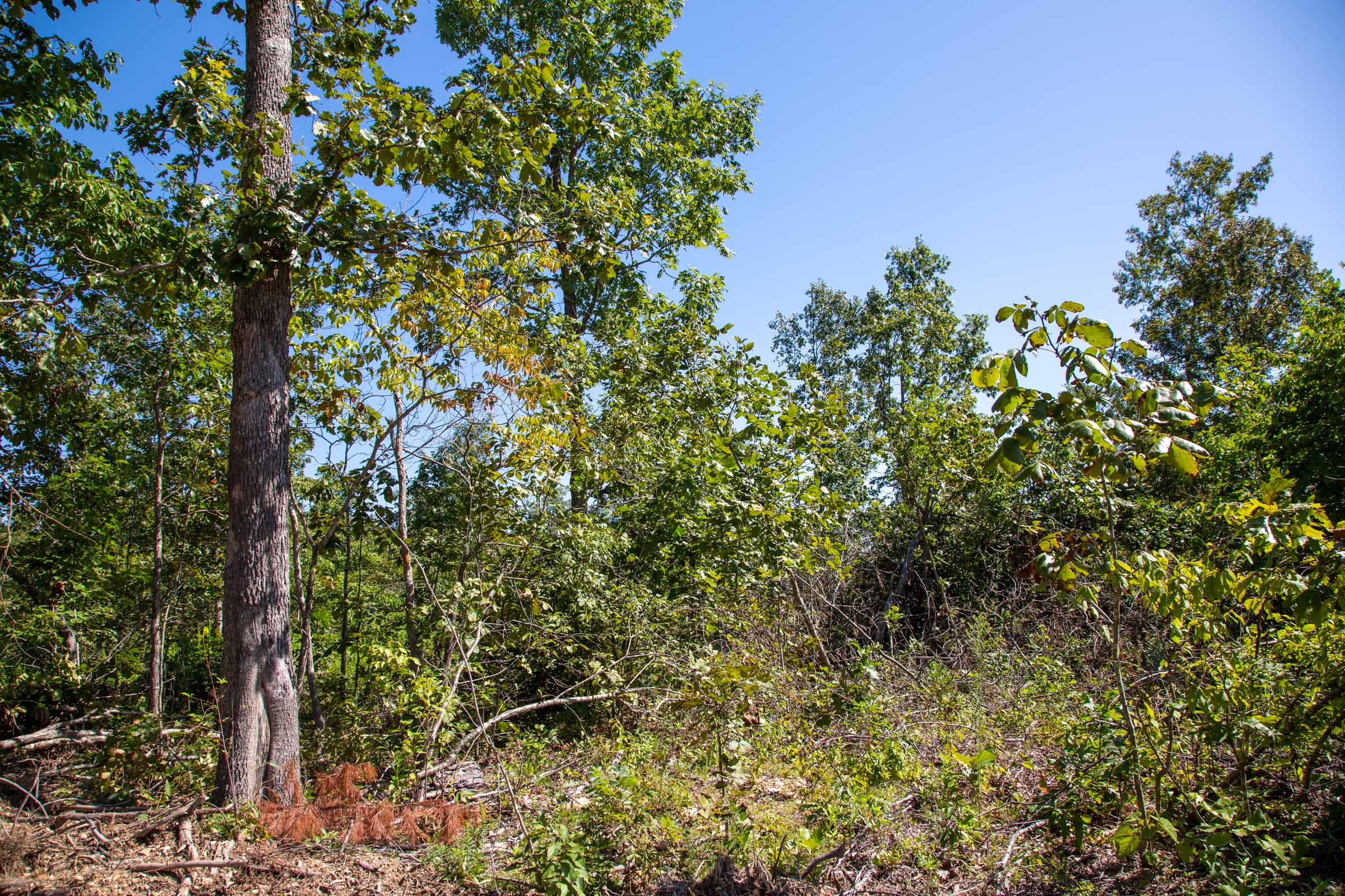 Tract 56 at Borgmanns Hollow Phase II in Shannon County, Missouri