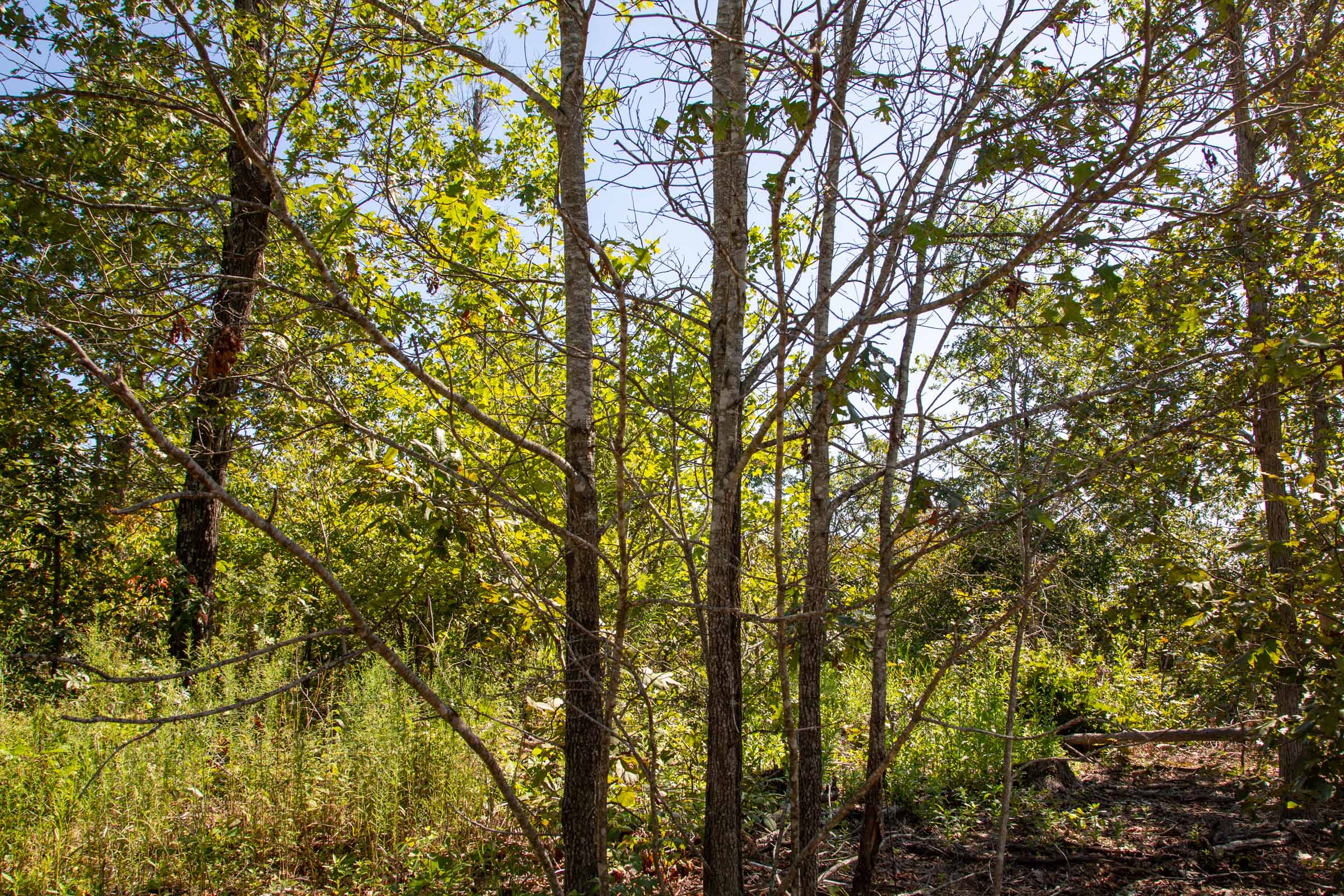 Tract 57 at Borgmanns Hollow Phase II in Shannon County, Missouri