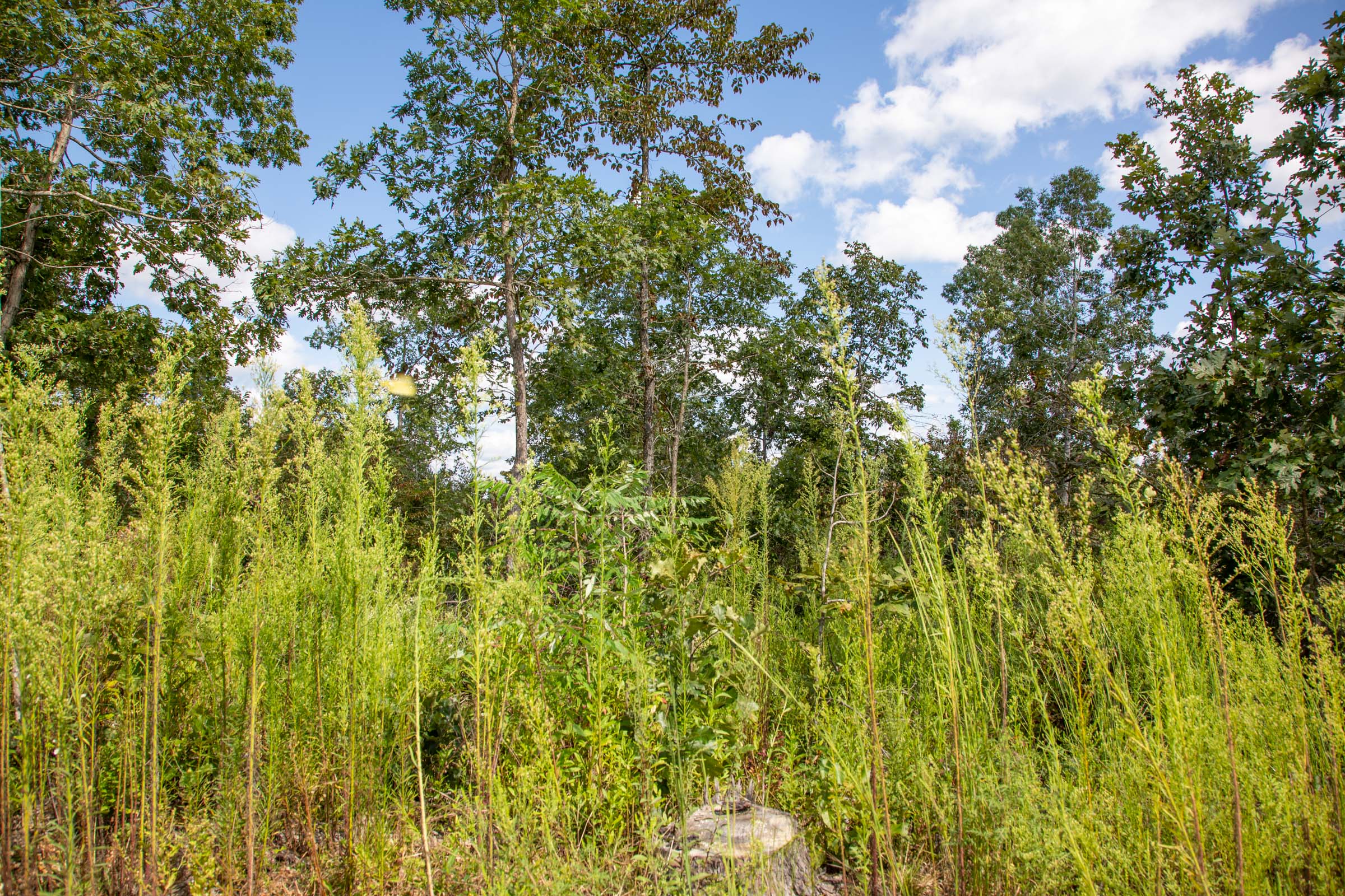 Tract 58 at Borgmanns Hollow Phase II in Shannon County, Missouri