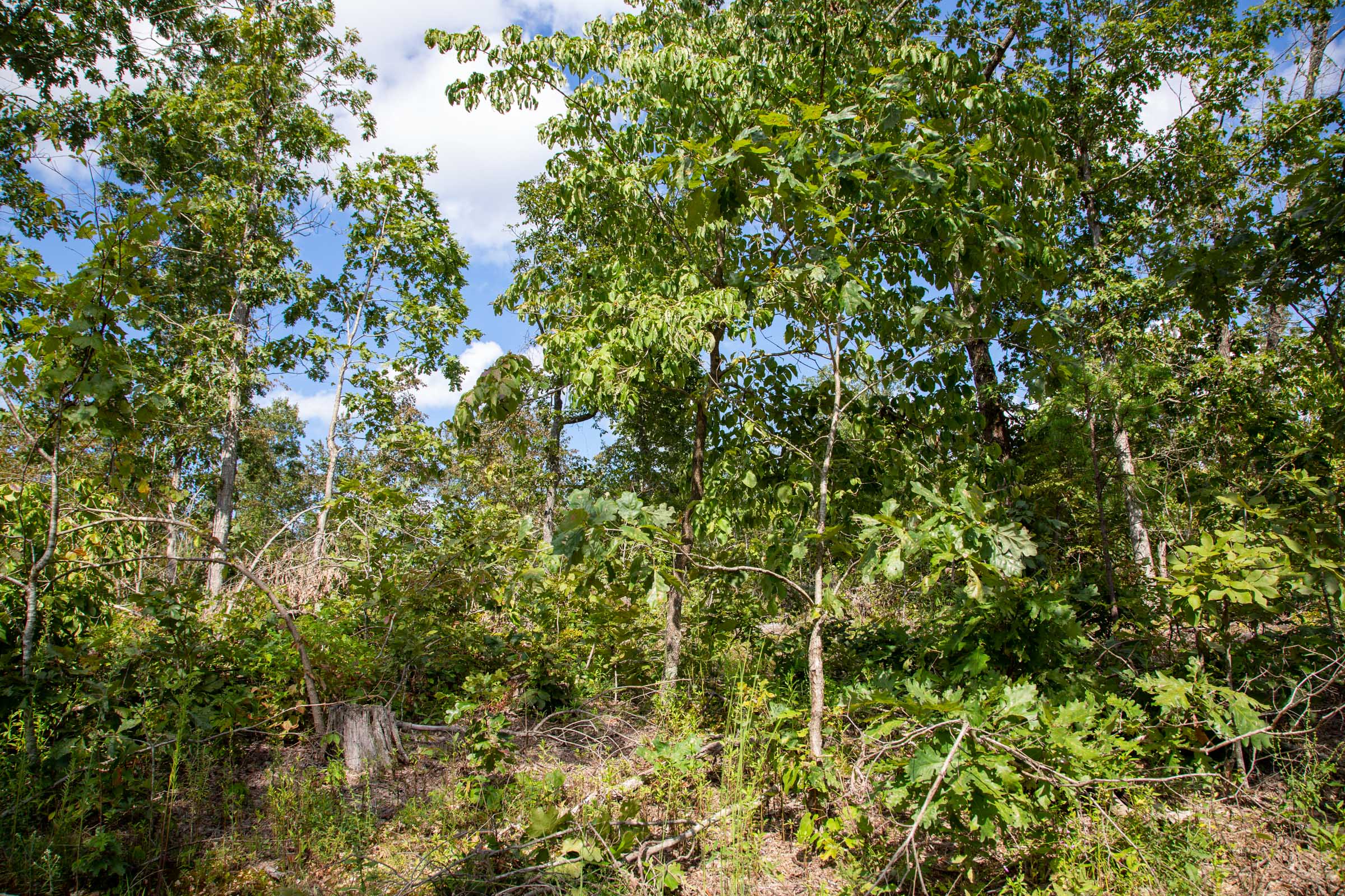 Tract 59 at Borgmanns Hollow Phase II in Shannon County, Missouri