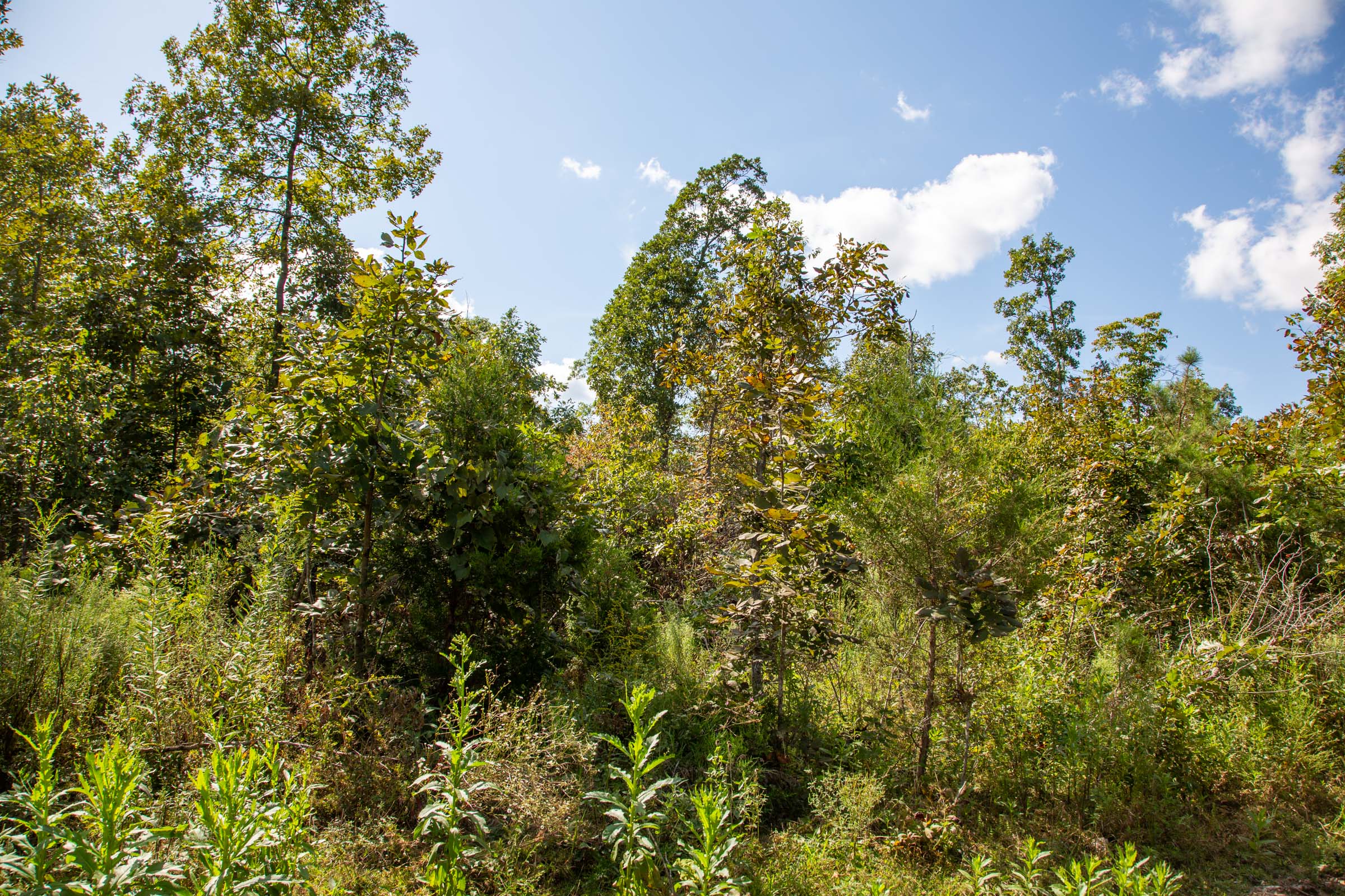 Tract 61 at Borgmanns Hollow Phase II in Shannon County, Missouri
