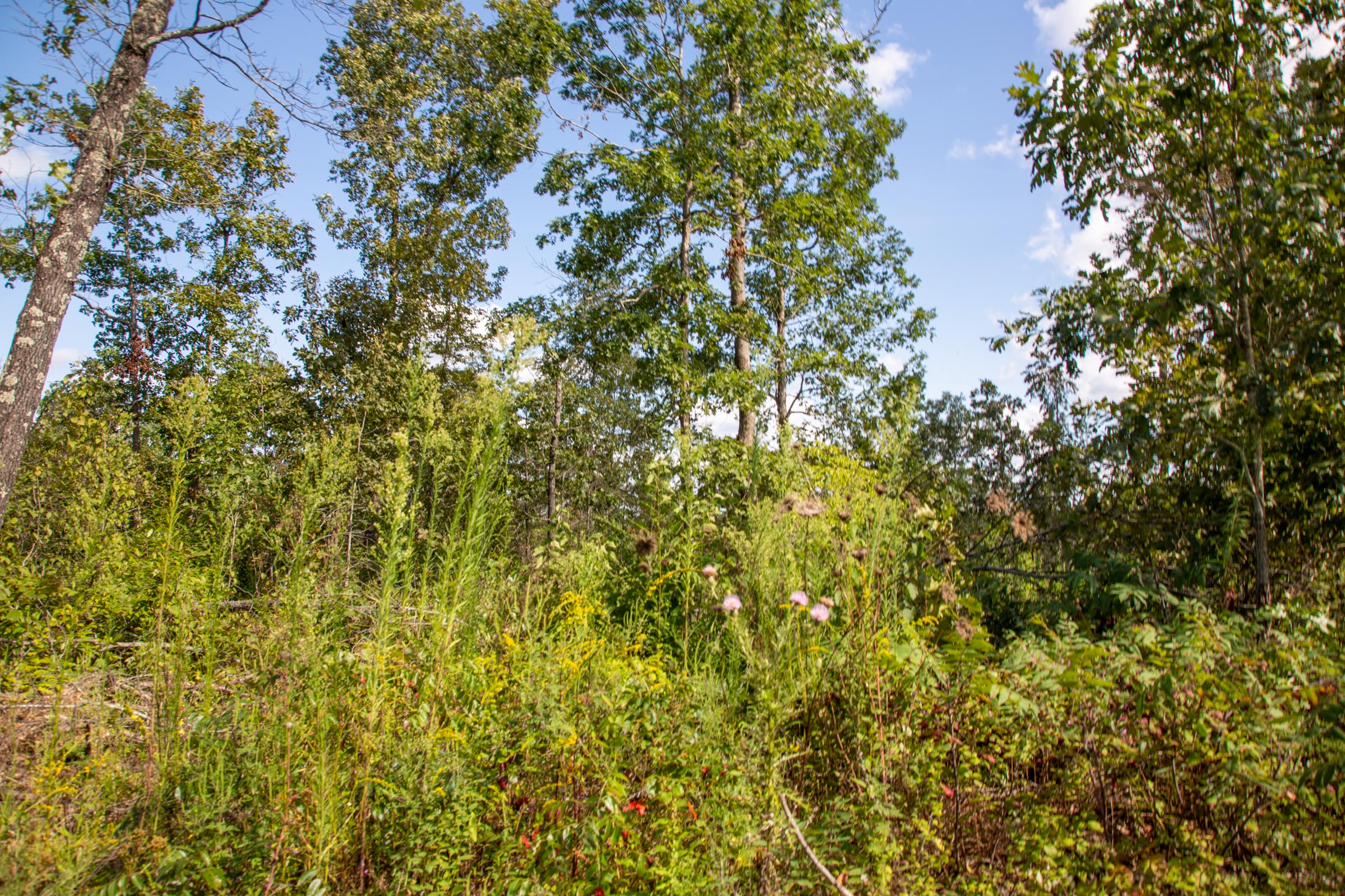 Tract 62 at Borgmanns Hollow Phase II in Shannon County, Missouri