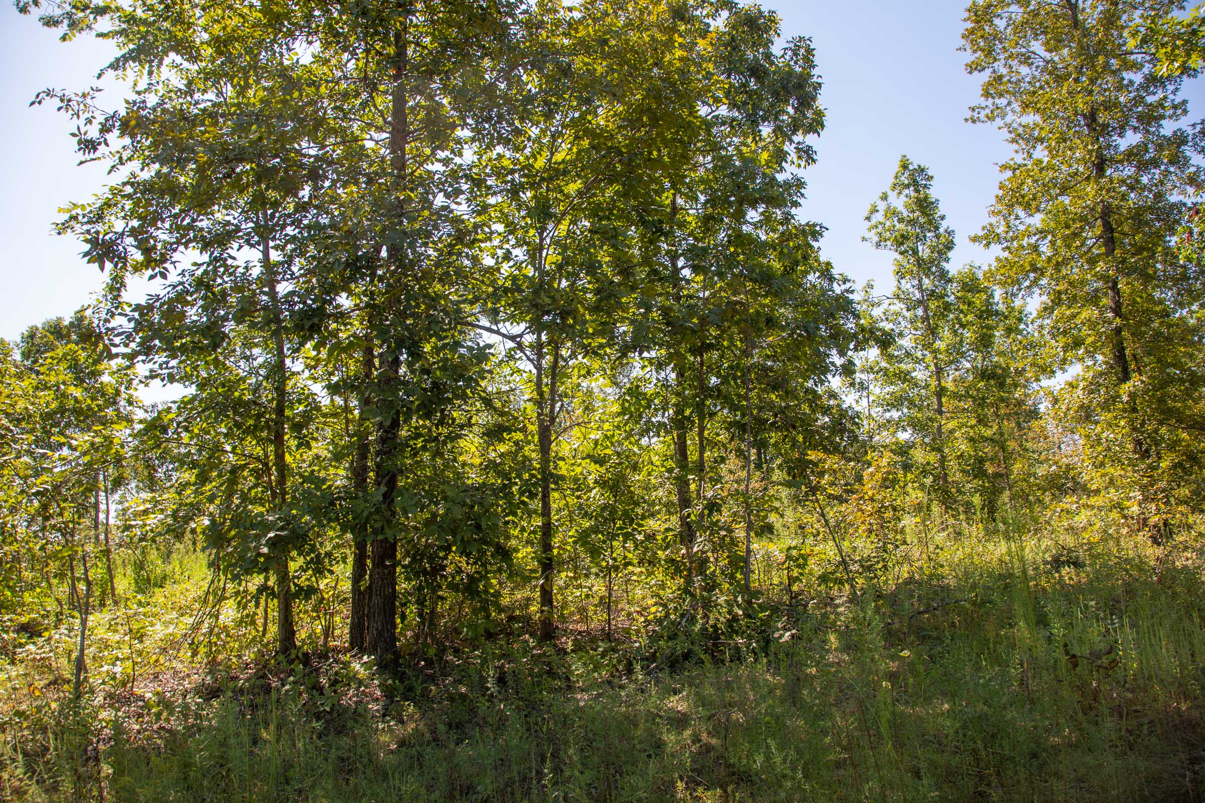 Tract 64 at Borgmanns Hollow Phase II in Shannon County, Missouri