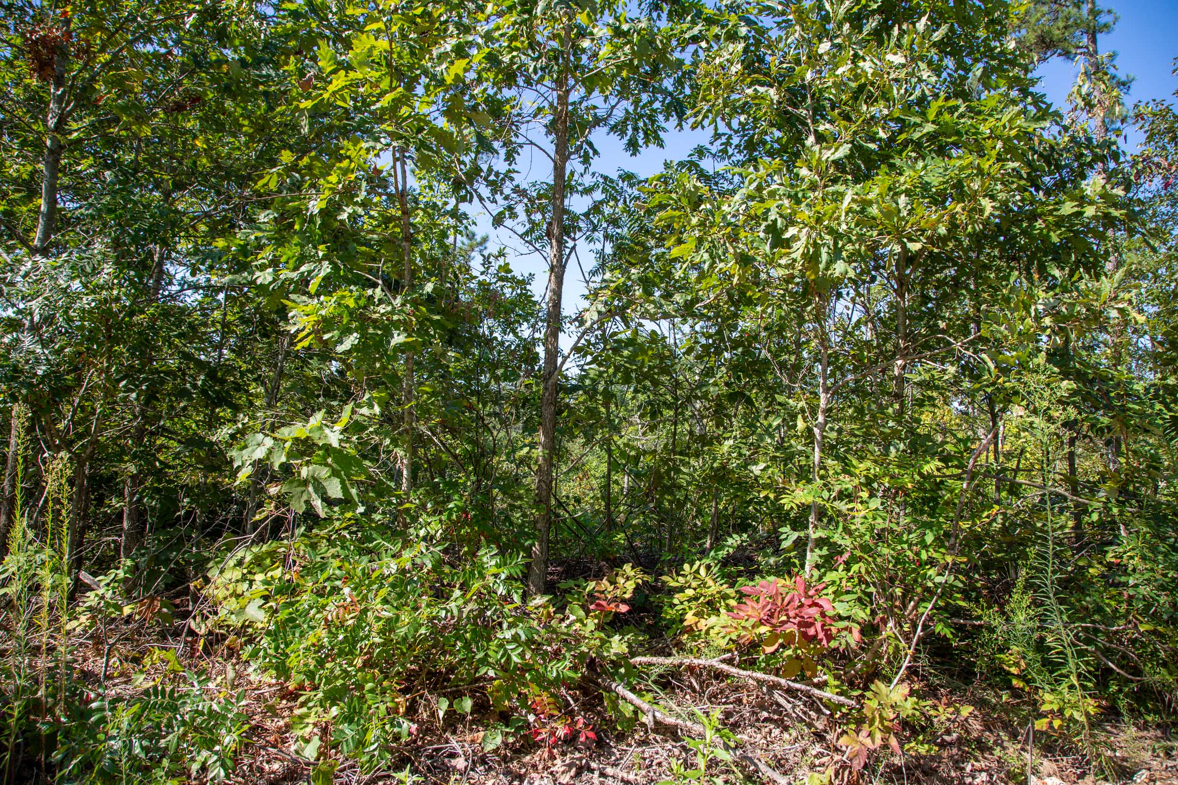 Tract 65 at Borgmanns Hollow Phase II in Shannon County, Missouri