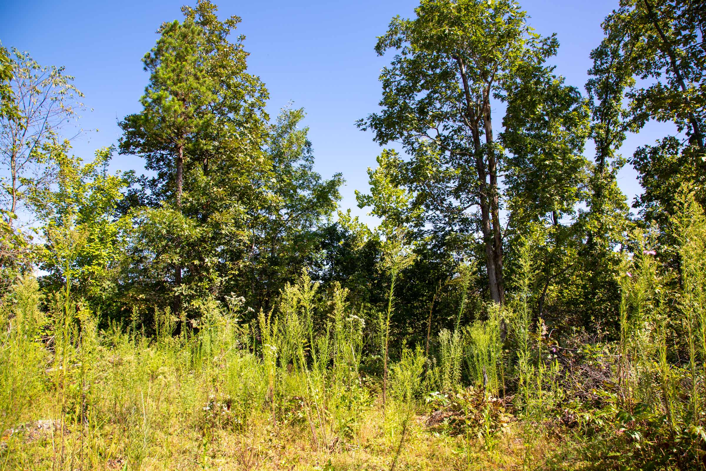 Tract 66 at Borgmanns Hollow Phase II in Shannon County, Missouri