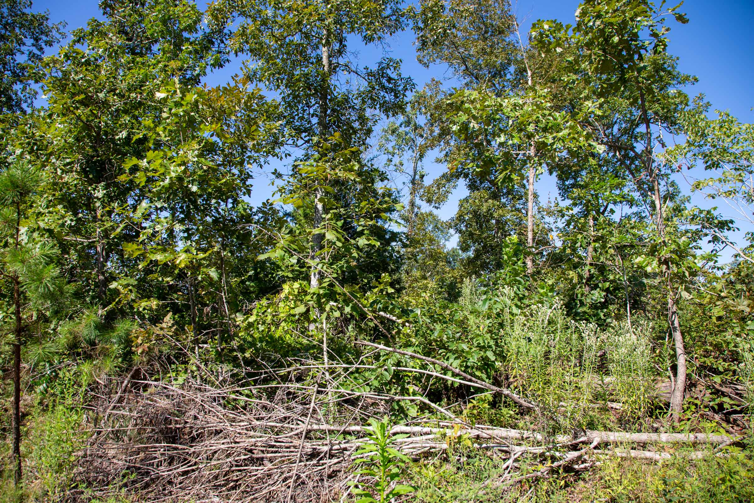 Tract 68 at Borgmanns Hollow Phase II in Shannon County, Missouri