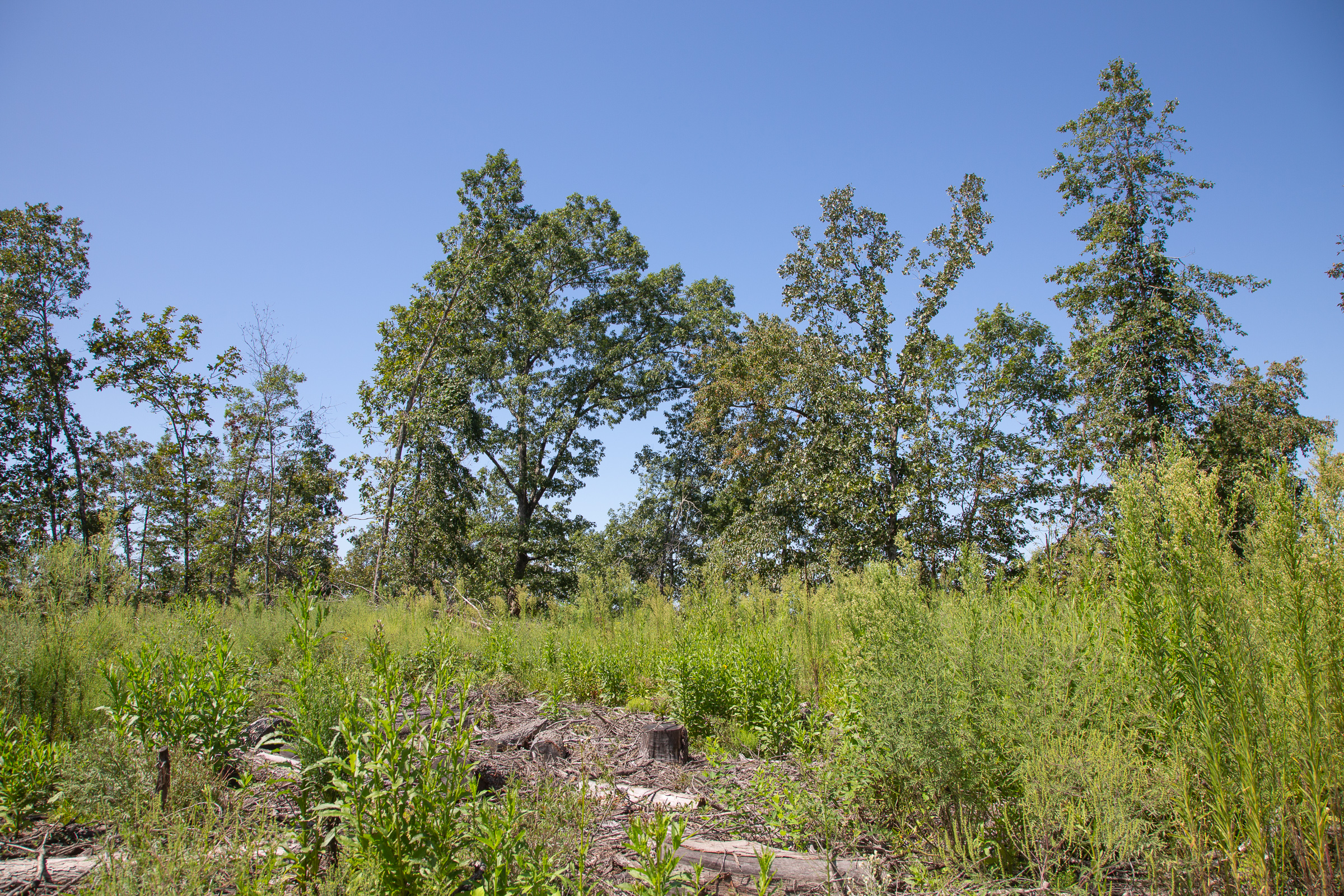 Tract 72 at Borgmanns Hollow Phase III in Shannon County, Missouri